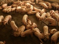 Overheid mag ingrijpen bij vogelgriepbesmetting varkens