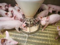 Duroc-varkens vergen speciale behandeling