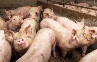 Hogere exportwaarde verdoezelt dalende varkensproductie