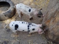 Klassieke varkenspest aangetroffen buiten Europa