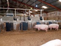 Britse varkenssector boert weer iets achteruit