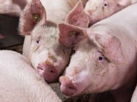 Vlaamse varkenshouderij kent nog steeds positieve cashflow
