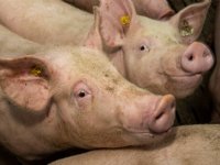 Ministerie rekent nog dit jaar op verbod stroomstoten in veehandel