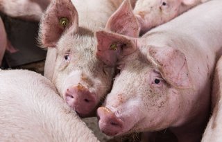 Vlaamse varkenshouderij kent nog steeds positieve cashflow