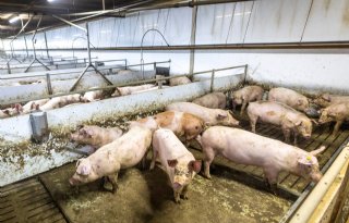Vleesvarkens met krulstaat Finsterwolde varkensbedrijf Driessen-029 