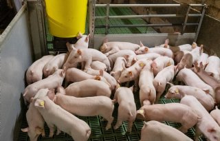 Biggenprijzen gaan fors onderuit