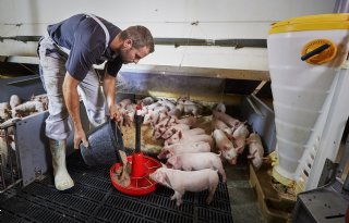 DanBred-zeug speent 36,2 biggen per jaar