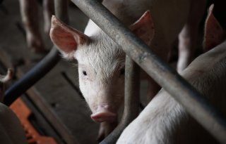 Drone-aanval treft Oekraïens bedrijf met 13.000 varkens