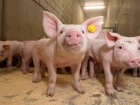 Nieuwe vaccins kunnen griepcirculatie bij varkens doorbreken