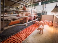 Stemming van varkens kan worden vastgesteld met AI