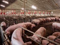 Dierenbescherming staat trogverdelers van 1.20 meter toe binnen Beter Leven Keurmerk