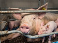 Frankrijk niet meer zelfvoorzienend voor varkensvlees
