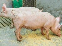 China neemt mogelijke dumping varkensvlees door Vion onder de loep