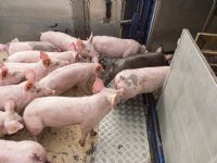 Aangifte tegen twee varkenstransporteurs