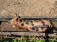 GoedGehouden van Caring Farmers toont boeren met buitenvarkens