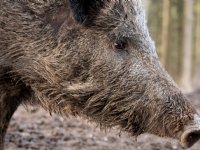 Afrikaanse varkenspest belemmert oogstwerkzaamheden in Hessen