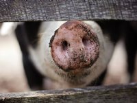 Tien uitbraken Afrikaanse varkenspest op varkensbedrijven in Polen
