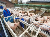 Kijkdag bij biologische varkens in Wintelre