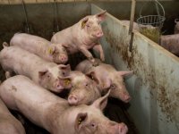 Afrikaanse varkenspest op vleesvarkensbedrijf in Duitse deelstaat Hessen