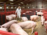 Selectie op hogere bigoverleving Deense varkens boekt resultaat