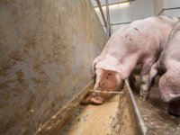 Schothorstse kennis en advies over varkensvoeding gaan de wereld over