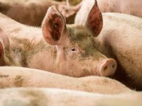 Beter Leven-varkenshouders krijgen uitstel bij vergunningsproblemen