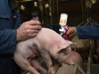 Hectare graan per duizend varkens besparen met Lawsonia-aanpak