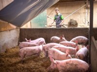 Varkens hebben meerwaarde voor biologische melkveehouderij Adriana Hoeve