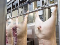 Duitsland slacht tot nu toe meer varkens dan vorig jaar