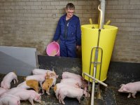 Gevoelige Duroc-darmen dienen zich rustig te ontwikkelen