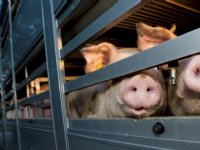 Duidelijke regels nodig voor transportwaardigheid varkens