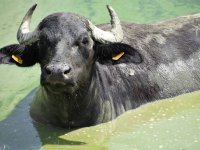 Waterbuffels in Duitse Brandenburg besmet met mond-en-klauwzeer