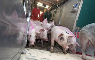 Weerbaarheid+varkenshouderij+in+Europees+verband+onderzocht