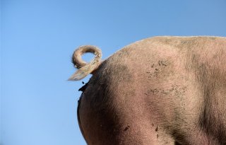 Deense zeugenhouders ontvangen premie voor varkens met krulstaarten