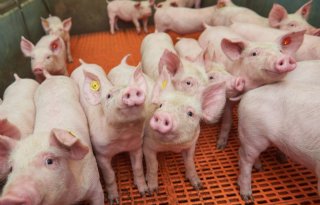 Sprong+lager+antibioticagebruik+varkens+in+2021