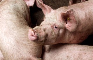 Ierse+voerhandel+wil+dat+regering+varkenshouderij+steunt