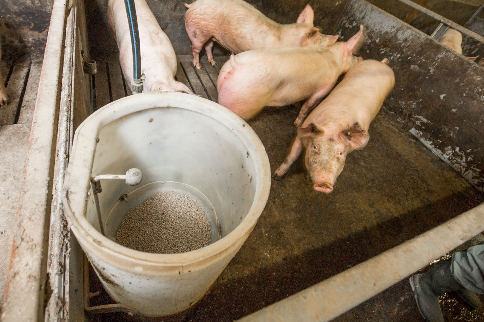 Jan Koops is een low-budget varkenshouder. Hij heeft diverse types brijbakken op zijn bedrijf. De ene bak is de andere niet, maar hij kan overal mee uit de voeten. 