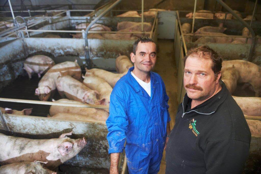 Willy de Beer (rechts) is zeer te spreken over de gezondheid, voederconversie en groei van zijn varkens na de overstap op fermentatie. Regelmatig overlegt hij met adviseur Jan van Houtum over het rantsoen en mogelijke aanpassingen. 