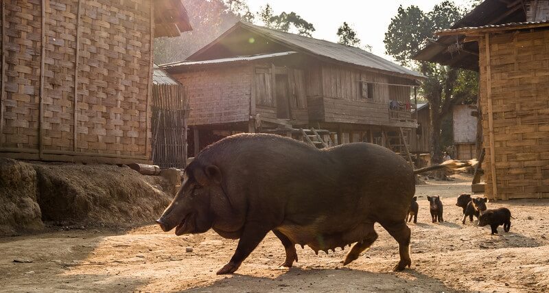 Afrikaanse+varkenspest+penetreert+Laos