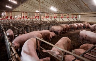 Aantal+varkensrechten+daalt+een+kwart+in+bijna+25+jaar