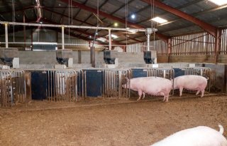 Britse varkenssector boert weer iets achteruit