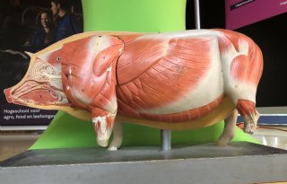Chinese doorbraak: eerste varkenslevertransplantatie bij mens