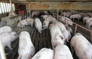 Laagste+productiekosten+varkensvlees+in+Brazili%C3%AB