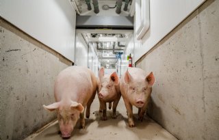 Omzet van Topigs Norsvin stijgt met 12 procent