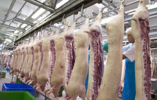 Vleesproductie+varkensslachterijen+daalt+5+procent