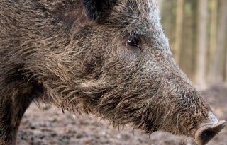 Canadese+wilde+varkens+kunnen+milieuramp+veroorzaken+in+Amerika