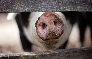 Tien+uitbraken+Afrikaanse+varkenspest+op+varkensbedrijven+in+Polen
