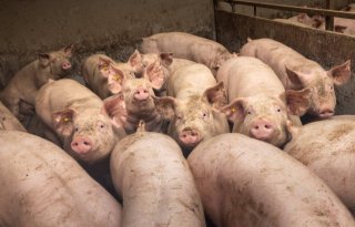 'Bij strengere geurnormen moet 7 procent van veehouderijen ingrijpen'