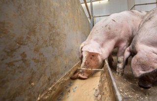 Schothorstse kennis en advies over varkensvoeding gaan de wereld over