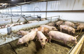 Plagerijen tussen varkensslachterijen met noteren